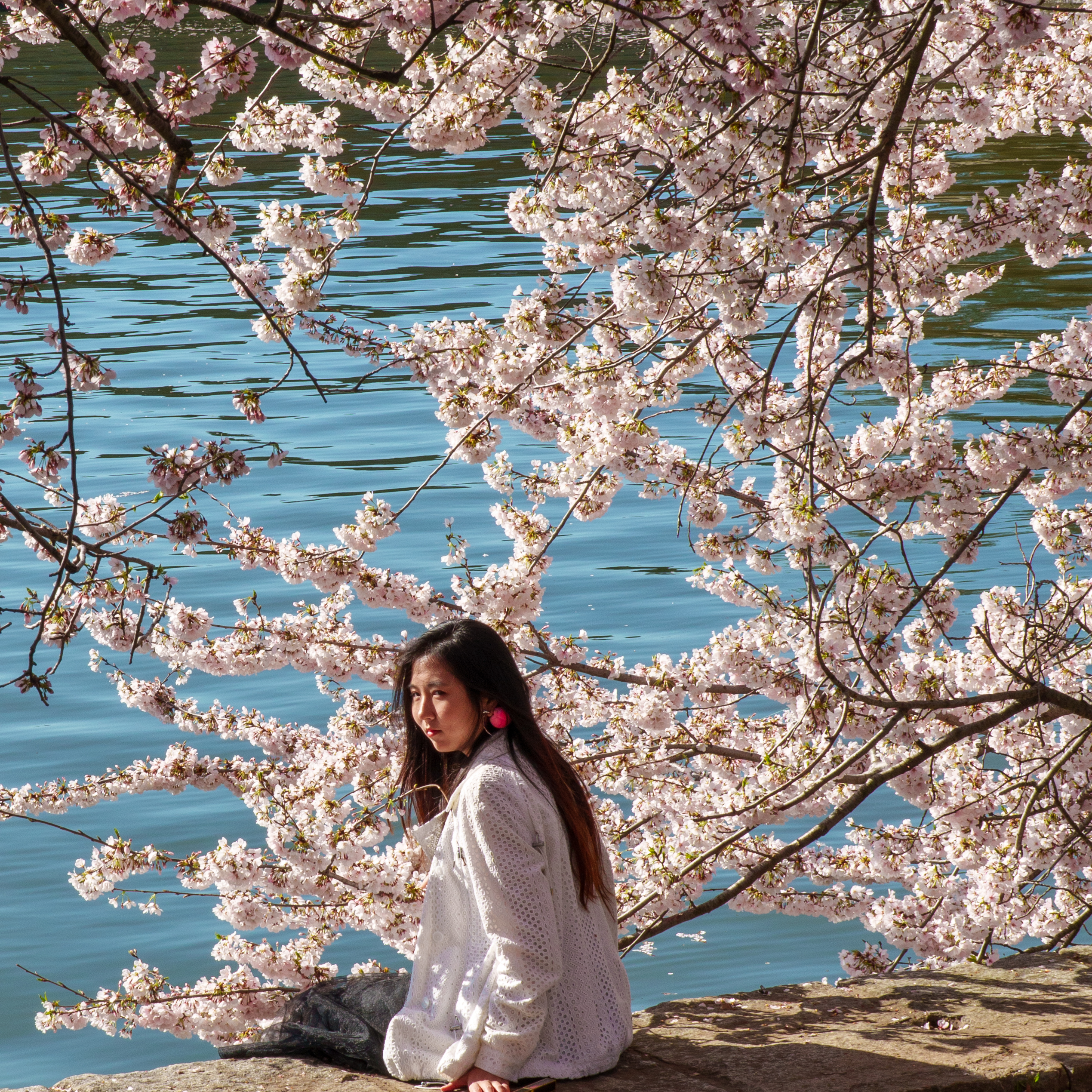 Cherry Blossom Festival